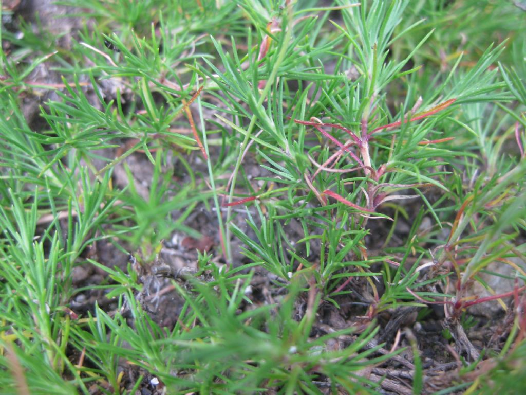 Cherleria (=Minuartia) laricifolia / Minuartia con foglie di larice